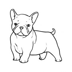 Bouledogue chiot